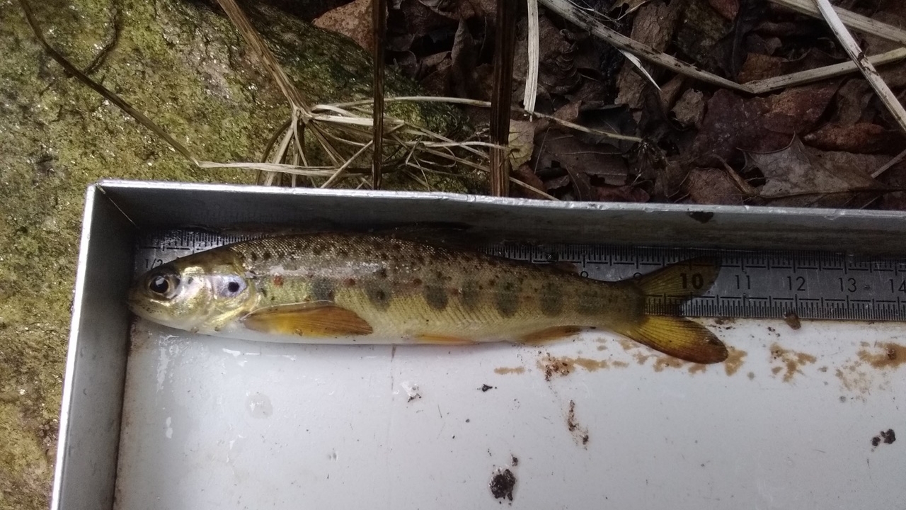 Inventaire piscicole